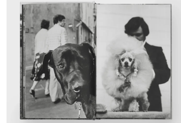 Dogdogs
