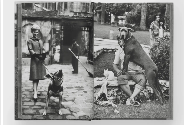 Dogdogs