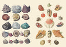 The Curious Collectibles Sticker Book