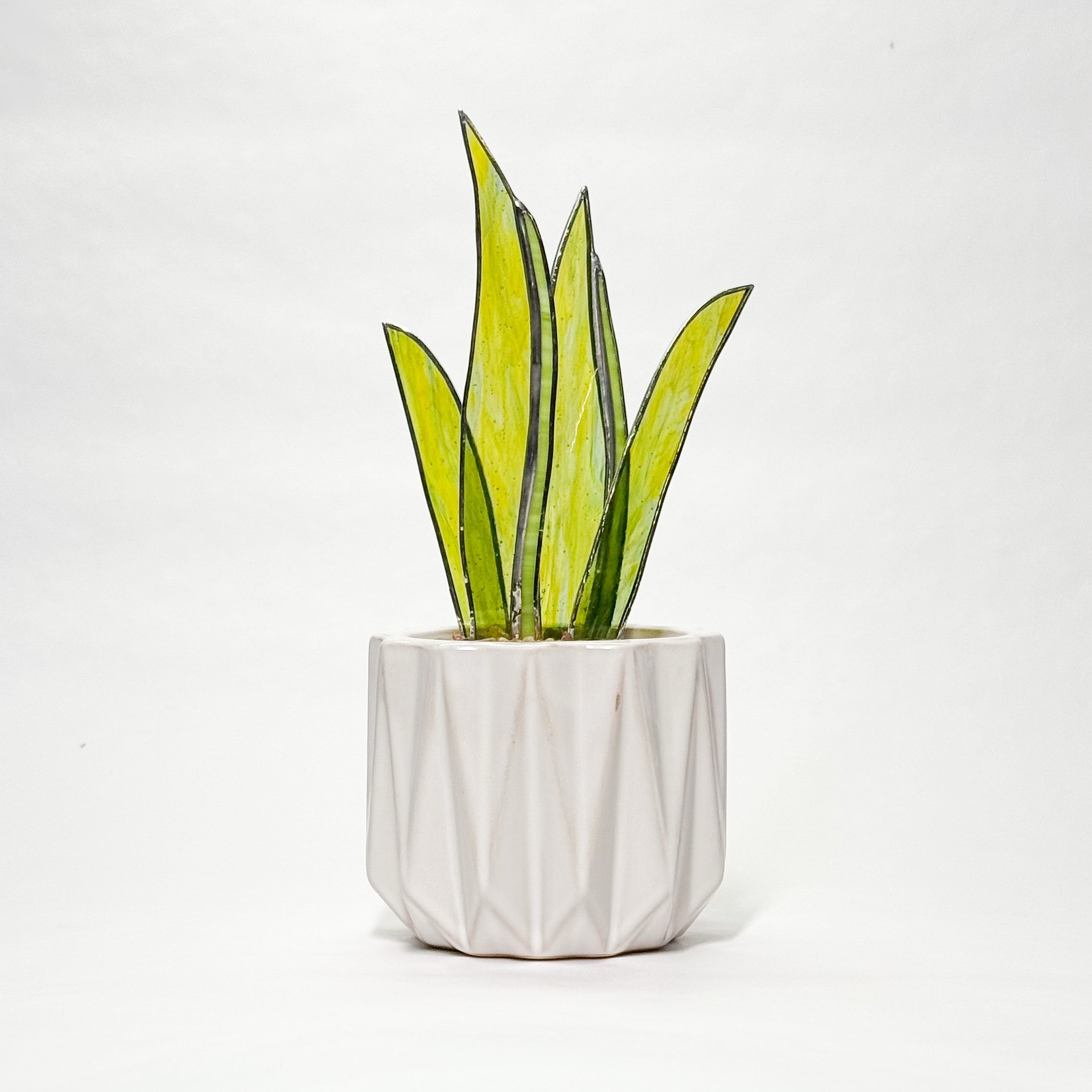 PRISM+Petal - Snake Plant