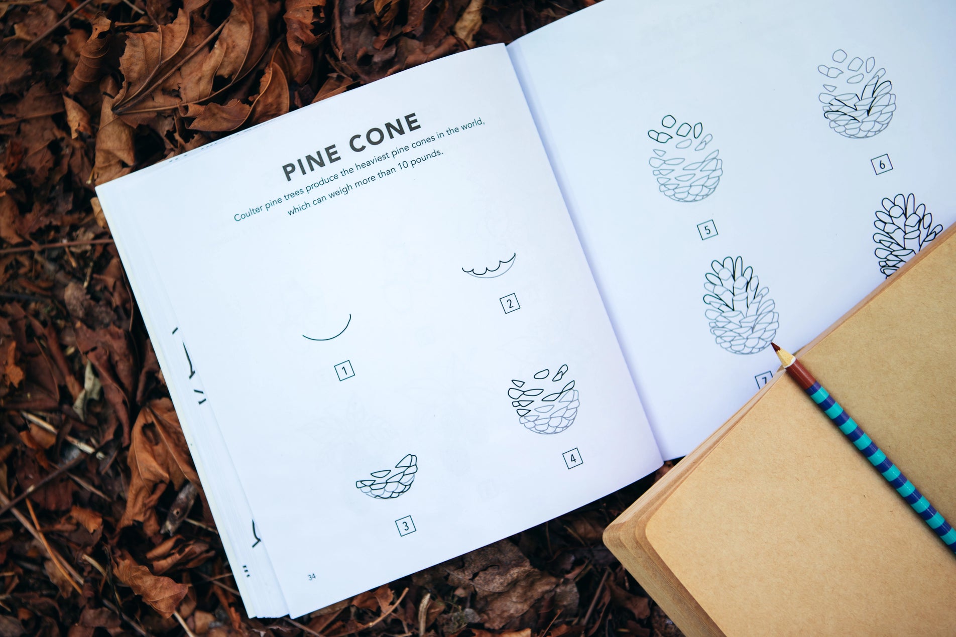 Fall Things: How to Draw for Kids