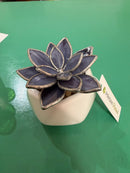 PRISM+Petal - Opalina Succulent