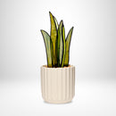 PRISM+Petal - Snake Plant
