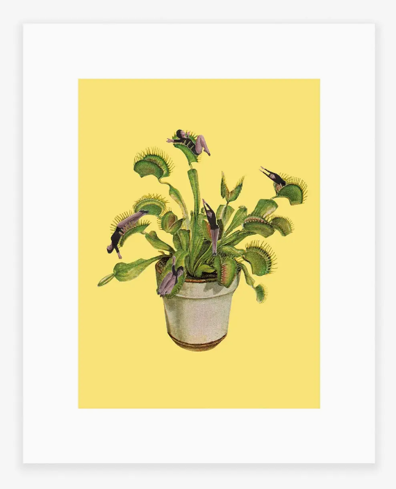 Julia Walck- Venus Flytrap Print