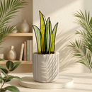 PRISM+Petal - Snake Plant