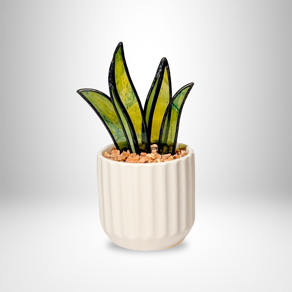 PRISM+Petal - Snake Plant - Small