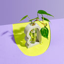 Grey 3D printed plant propagation  vase made by Squiggle Workshop in Bentonville, Arkansas with bright background great plant gift in Rogers, Arkansas